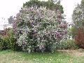Butterfly Bush